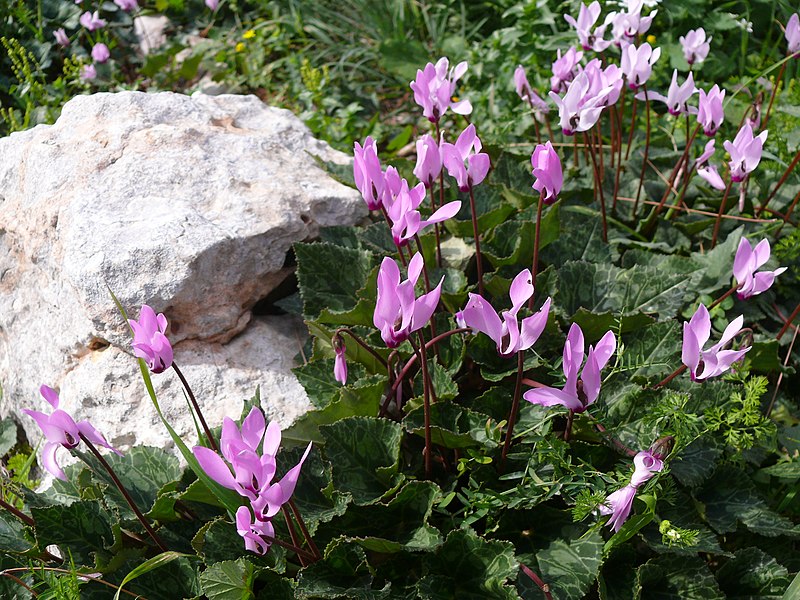 Cyclamen