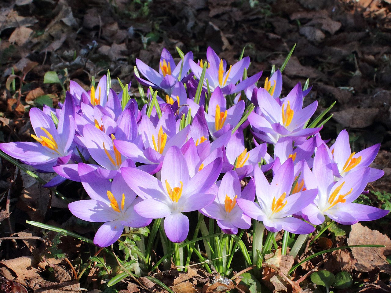 Crocus